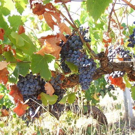 Agriturismo Locoe Oliena Zewnętrze zdjęcie