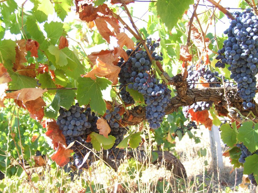 Agriturismo Locoe Oliena Zewnętrze zdjęcie